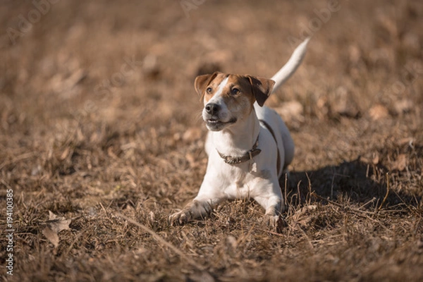 Fototapeta Jack russel