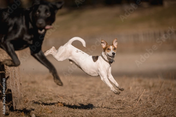 Fototapeta Jack russel