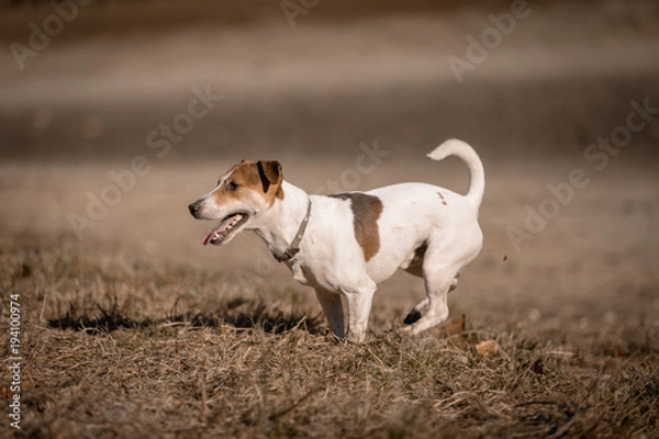 Fototapeta Jack russel