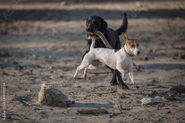 Fototapeta Labrador and Jack russel