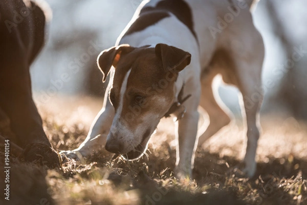 Fototapeta Jack russel
