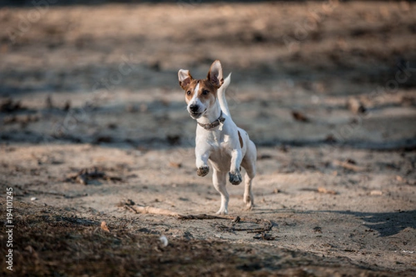 Fototapeta Jack russel