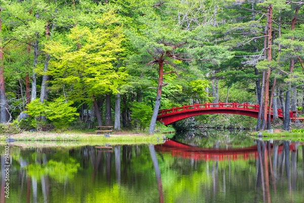 Obraz 庭園　池　新緑