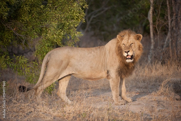 Fototapeta A horizontal, full length, side view, colour photograph of a male lion, Panthera leo, standing in golden front light in the Greater Kruger Transfrontier Park, SOuth Africa.