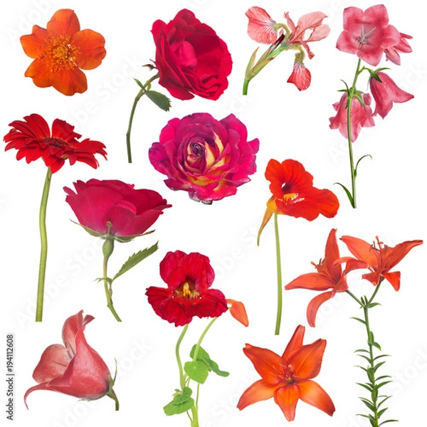 Obraz collection of twelve red flowers isolated on white