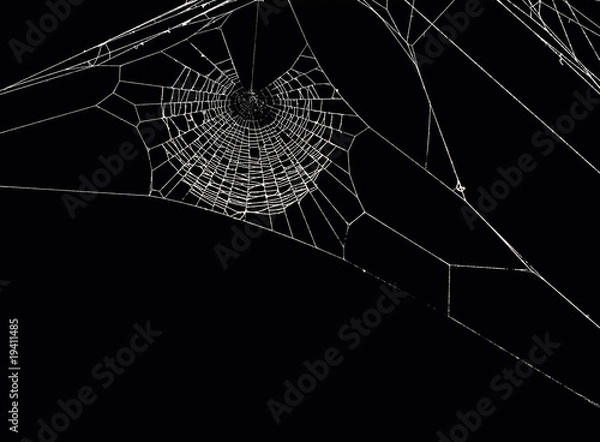 Obraz pajęcza sieć