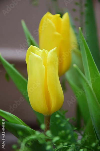 Obraz tulip