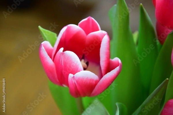 Obraz tulip