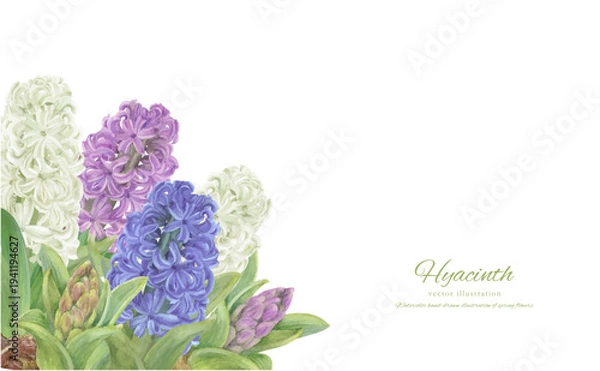 Obraz 水彩で描いたヒヤシンスの手書きイラスト