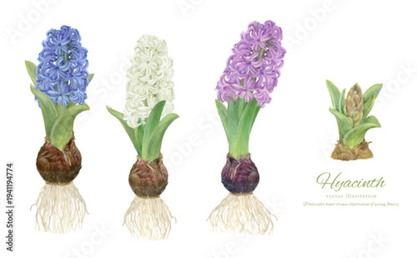 Obraz 水彩で描いたヒヤシンスの手書きイラスト