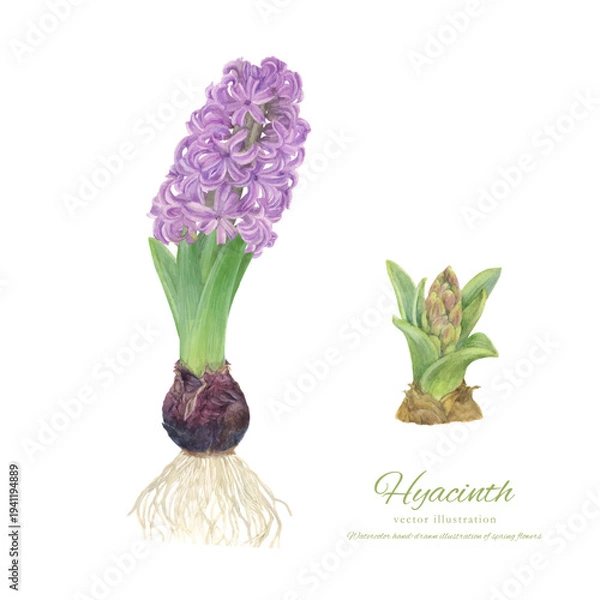 Obraz 水彩で描いたヒヤシンスの手書きイラスト