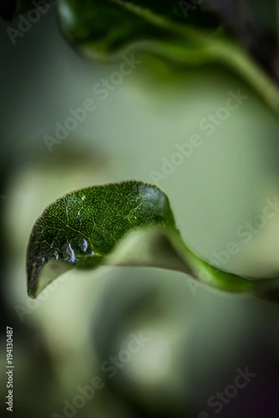 Obraz flower bouquet macro