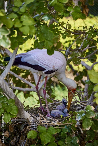 Obraz Stork in the nest