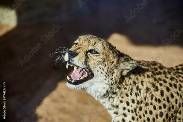 Obraz Cheetah unhappy