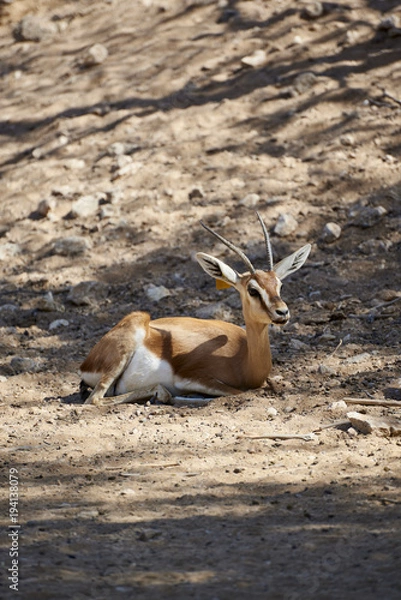 Obraz antelope