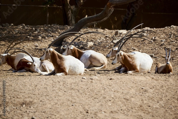 Obraz animals chilling out