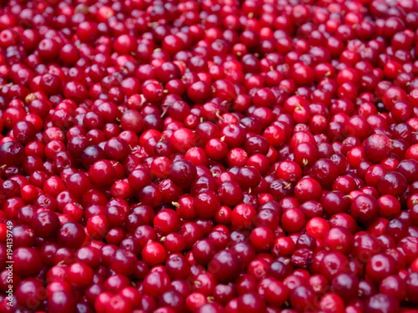 Obraz OLYMPUS DIGITAL CAMERA