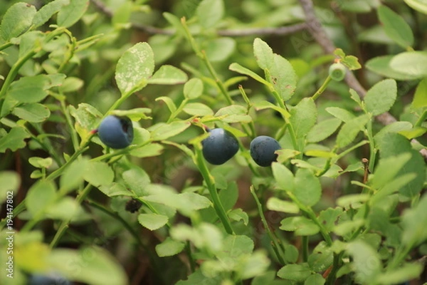 Obraz Черника