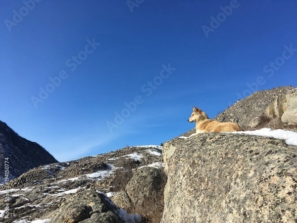 Obraz собака лежит на вершине горы