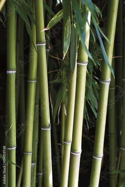 Obraz bamboo