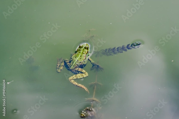 Obraz Green frog swimming in river