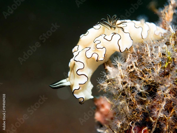 Fototapeta Nudibranch