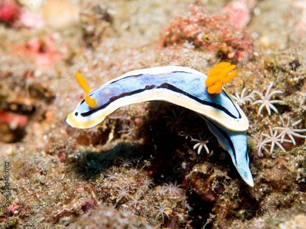 Fototapeta Nudibranch