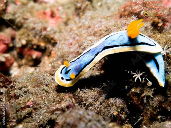 Fototapeta Nudibranch