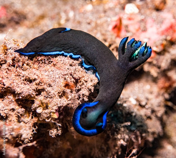 Fototapeta Nudibranch