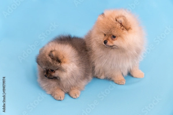 Fototapeta pomeranian puppy the age of 2 month isolated on blue