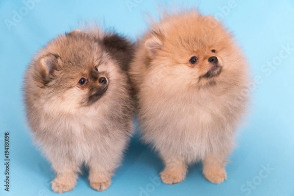 Fototapeta pomeranian puppy the age of 2 month isolated on blue