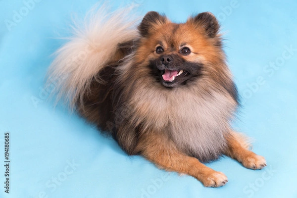 Fototapeta Young Spitz posing on camera, on blue background
