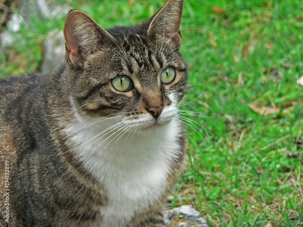 Fototapeta Portrait of a cute cat