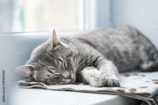 Obraz Śpanie kotów domowych