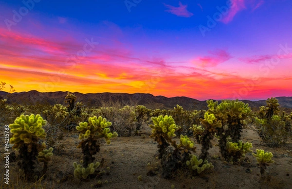 Fototapeta Joshua Tree National Park