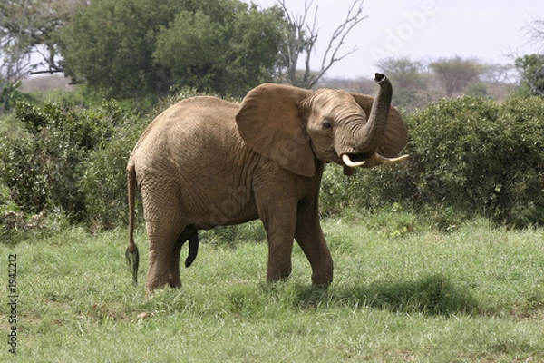 Obraz elephant