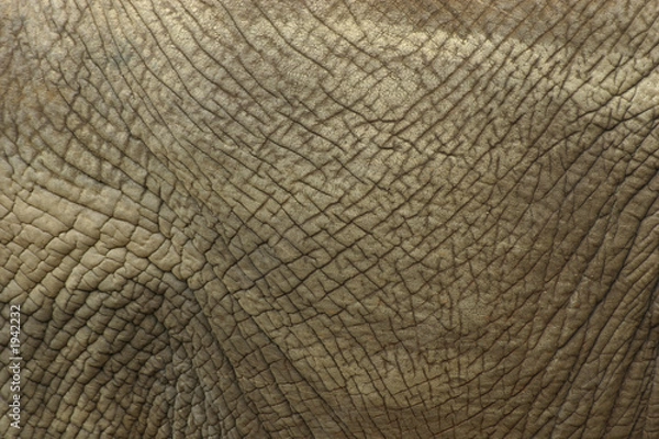 Obraz elephant skin
