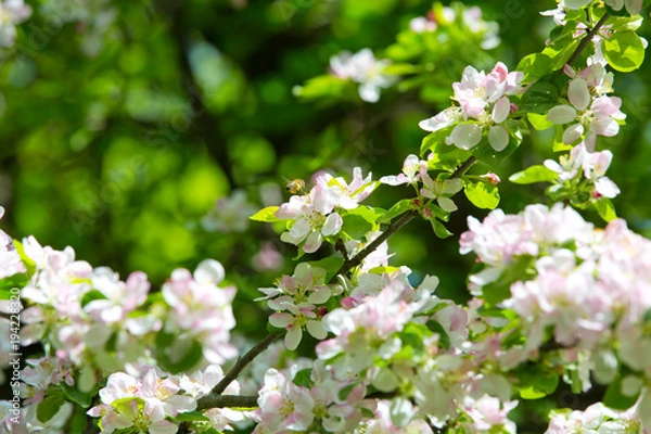 Obraz Blooming Apple tree in the spring garden