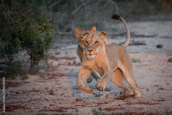 Obraz A horizontal, full length, colour photograph of two lionesses, Panthera leo, hunting in the Greater Kruger Transfrontier Park, South Africa.