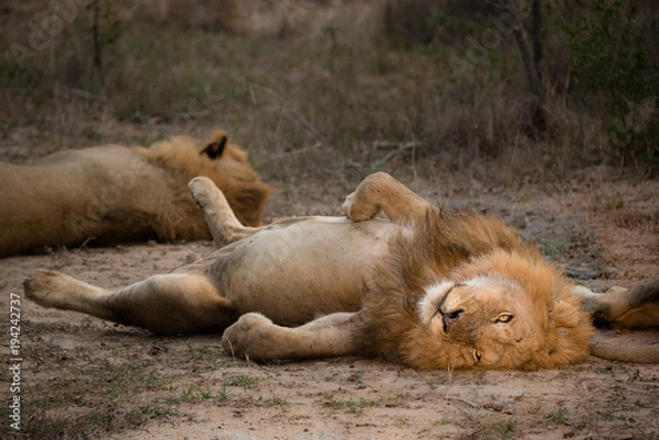 Obraz Poziome, kolorowe zdjęcie lwa Panthera leo leżącego na plecach w większym Kruger Transfrontier Park w RPA.