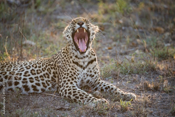 Obraz A horizontal, colour photograph of a leopard, Panthera pardus, in the Greater Kruger Transfrontier Park, South Africa.