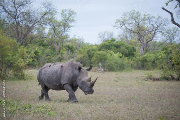 Obraz Poziome, pełnej długości, odległa, kolorowa fotografia białego nosorożca, Ceratotherium simum, spacerującego po Greater Kruger Transfrontier Park w RPA.