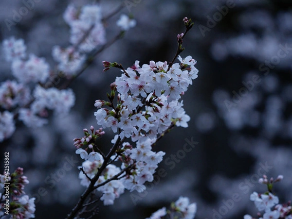 Obraz 桜