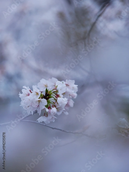Obraz 桜
