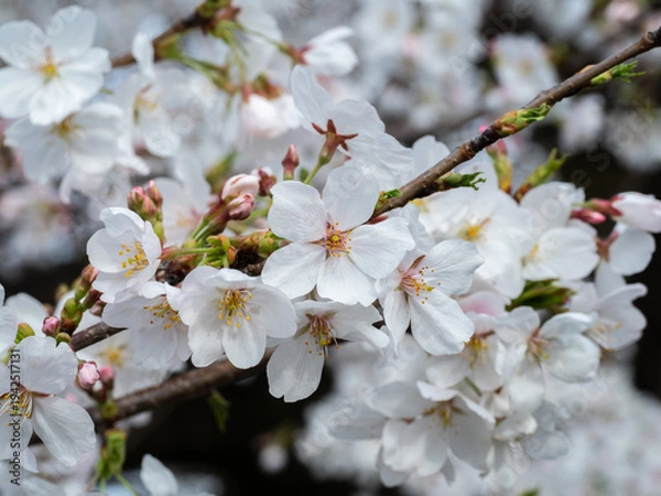 Obraz 桜のクローズアップ