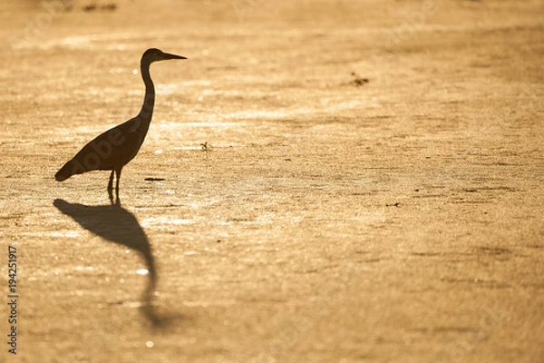 Obraz A horizontal, full length, colour photograph of a grey heron, Ardea cinerea, its silhouette reflecting on the golden surface of the water in the Okavango Delta, Botswana.