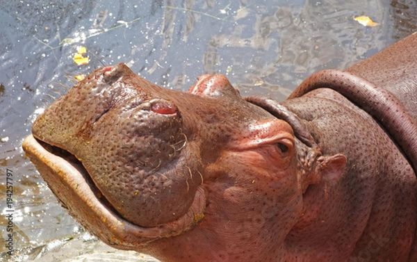 Obraz Hippo (Hippopotamus amphibius) in lake