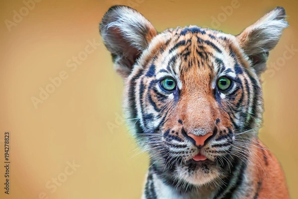 Fototapeta cute tiger cub with green eyes. The head is large.  free space for text design or logotype.