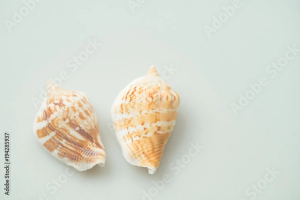 Fototapeta 貝がら
