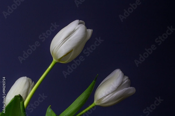 Obraz Bright White Tulips